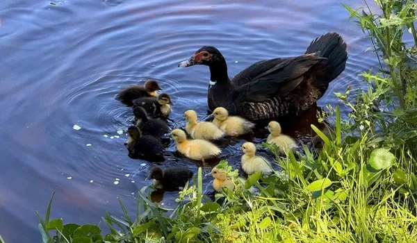a backyard of a house with a yard and outdoor seating