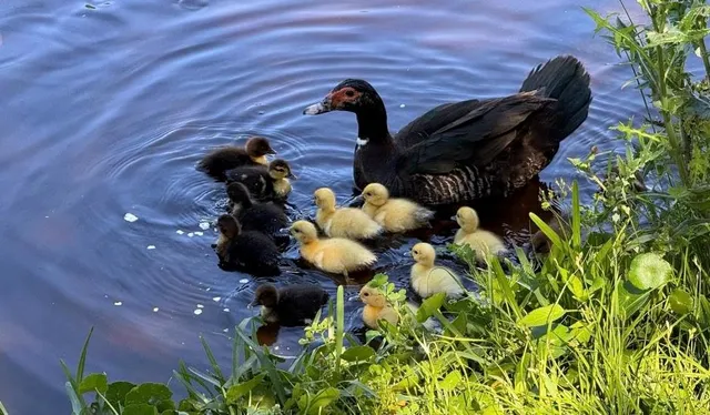a backyard of a house with a yard and outdoor seating