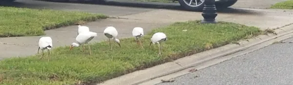 a view of swimming pool from a balcony
