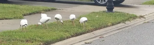 a view of swimming pool from a balcony