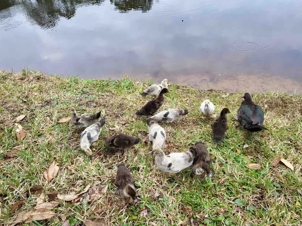 a view of a lush green park