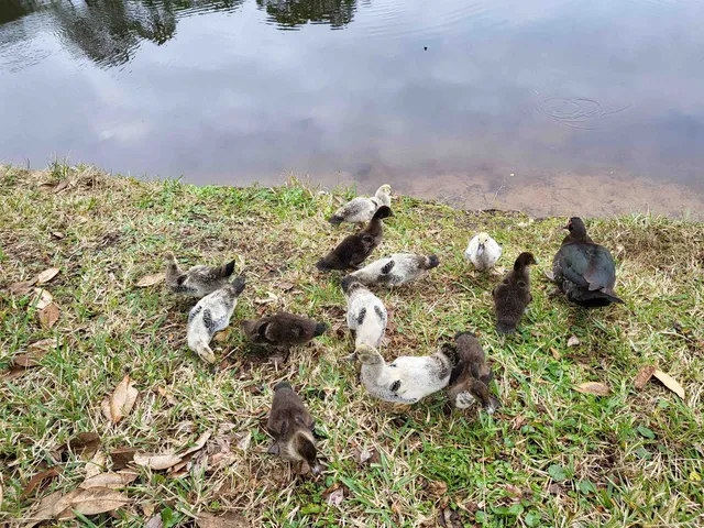 a view of a lush green park