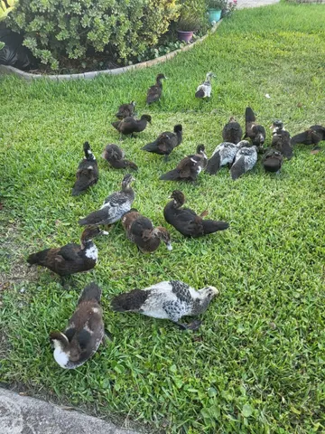 a backyard of a house with table and chairs under an umbrella