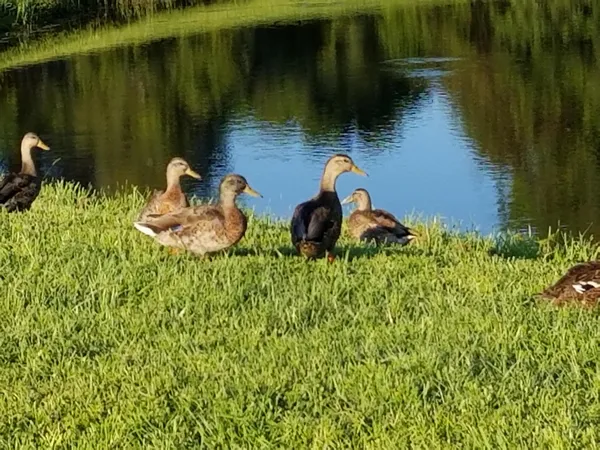 a view of a golf course with a lake