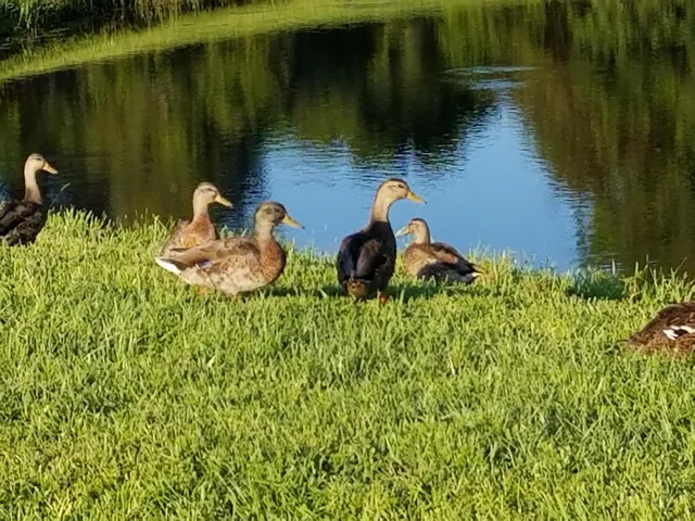 a view of a golf course with a lake