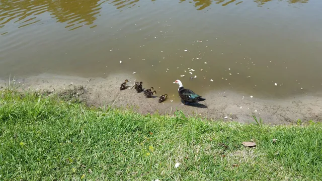 $2,400 | 237 North Hidden Tree Drive, St. Augustine, FL 32086