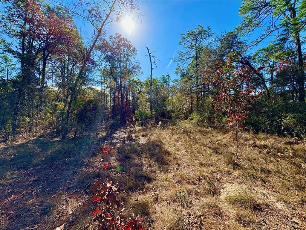 9164 Birmingham Avenue Weeki Wachee, FL 34613 - Photo 2 of 7 a view of a yard with lots of bushes