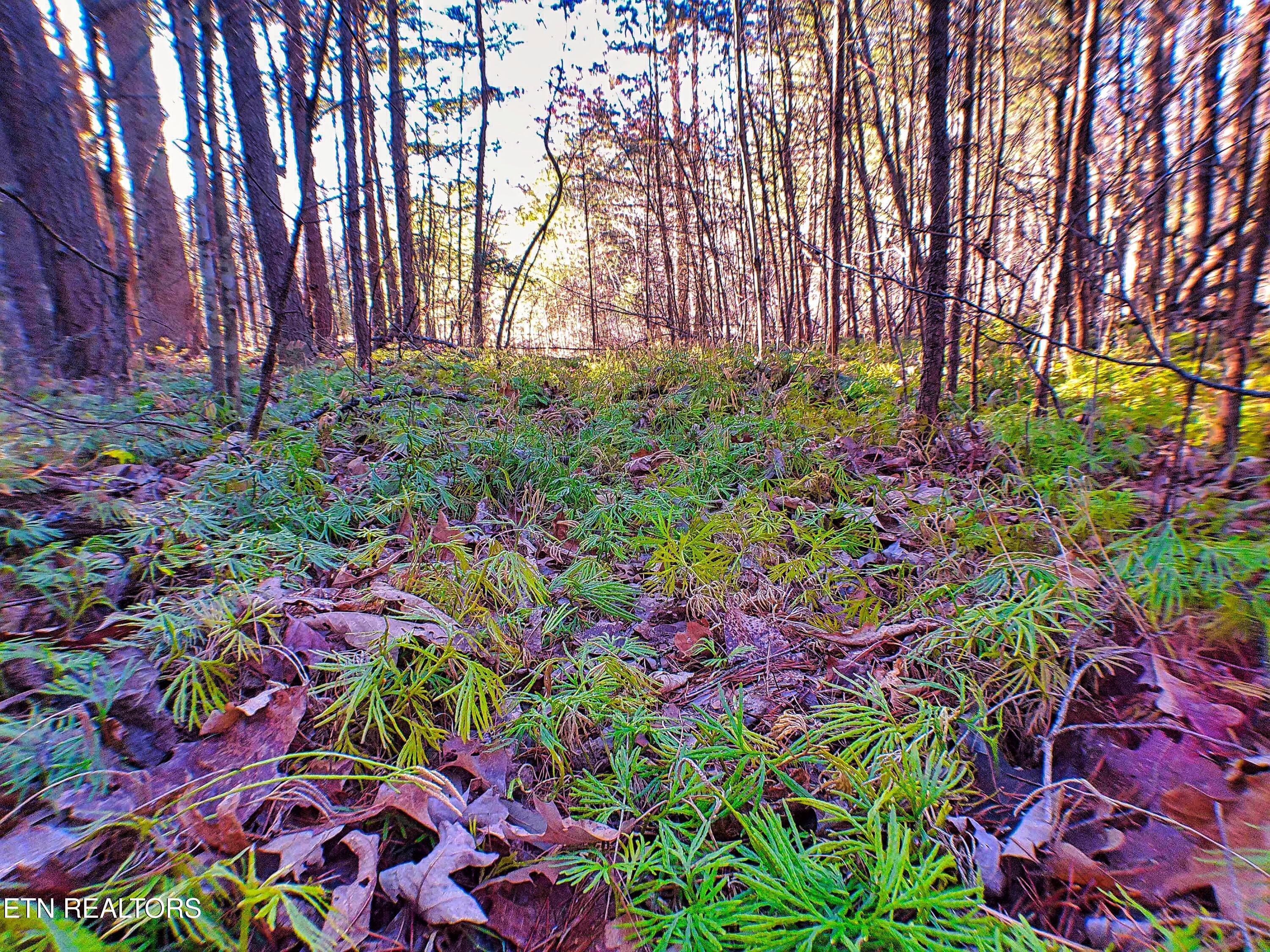 144 Charlie Jones Road Deer Lodge, TN 37726 - Photo 14 of 15 ANMP0033