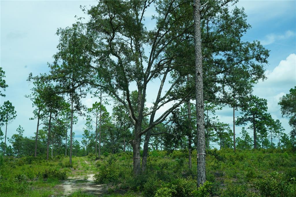 121 Southeast State Road Morriston, FL 32668 - Photo 11 of 21