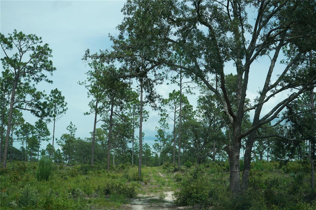 121 Southeast State Road Morriston, FL 32668 - Photo 12 of 21