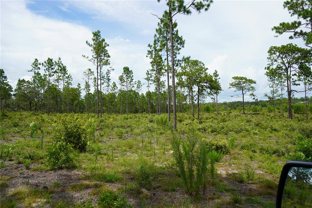 121 Southeast State Road Morriston, FL 32668 - Photo 13 of 21