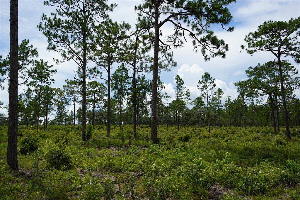 121 Southeast State Road Morriston, FL 32668 - Photo 14 of 21