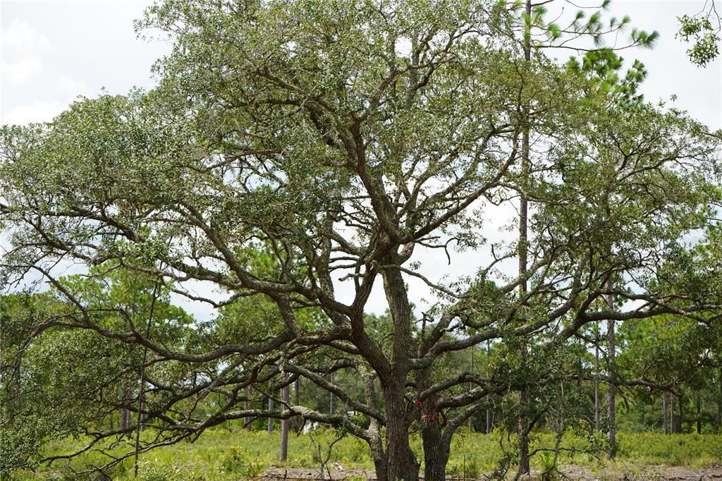 121 Southeast State Road Morriston, FL 32668 - Photo 16 of 21