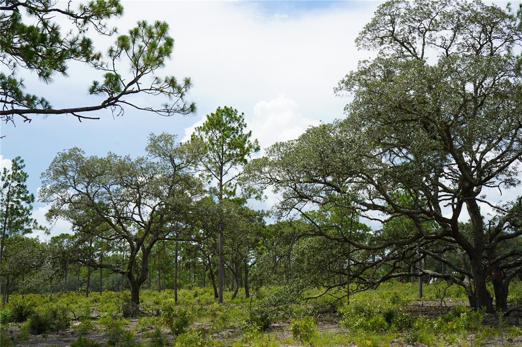 121 Southeast State Road Morriston, FL 32668 - Photo 17 of 21