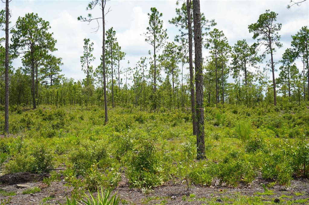 121 Southeast State Road Morriston, FL 32668 - Photo 18 of 21