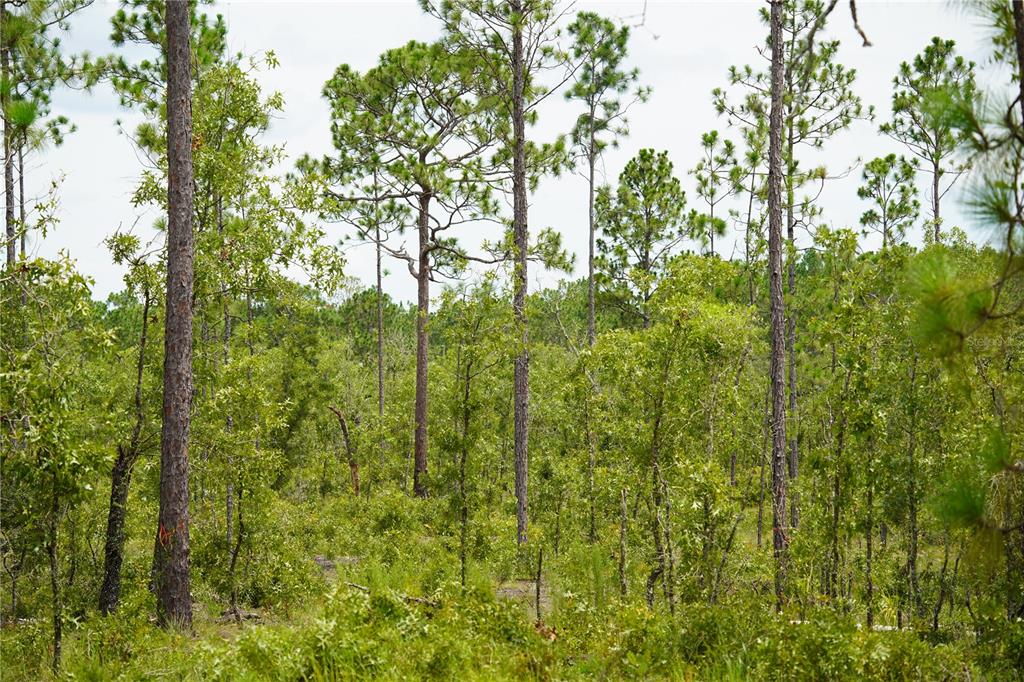 121 Southeast State Road Morriston, FL 32668 - Photo 5 of 21