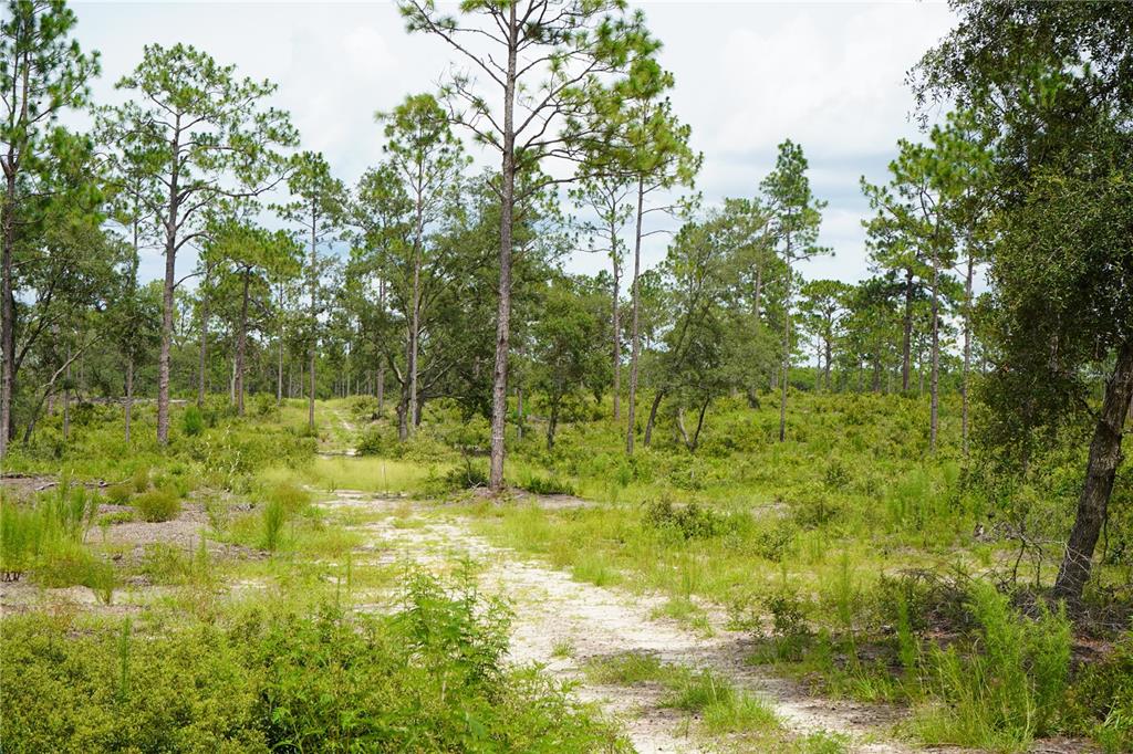 121 Southeast State Road Morriston, FL 32668 - Photo 9 of 21