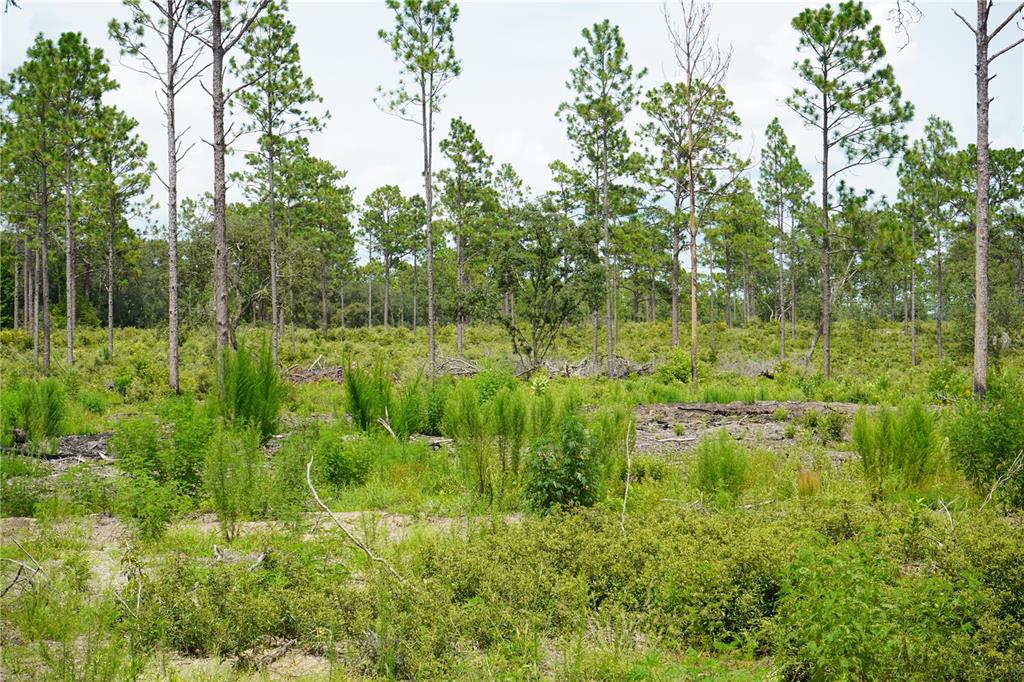 121 Southeast State Road Morriston, FL 32668 - Photo 10 of 21