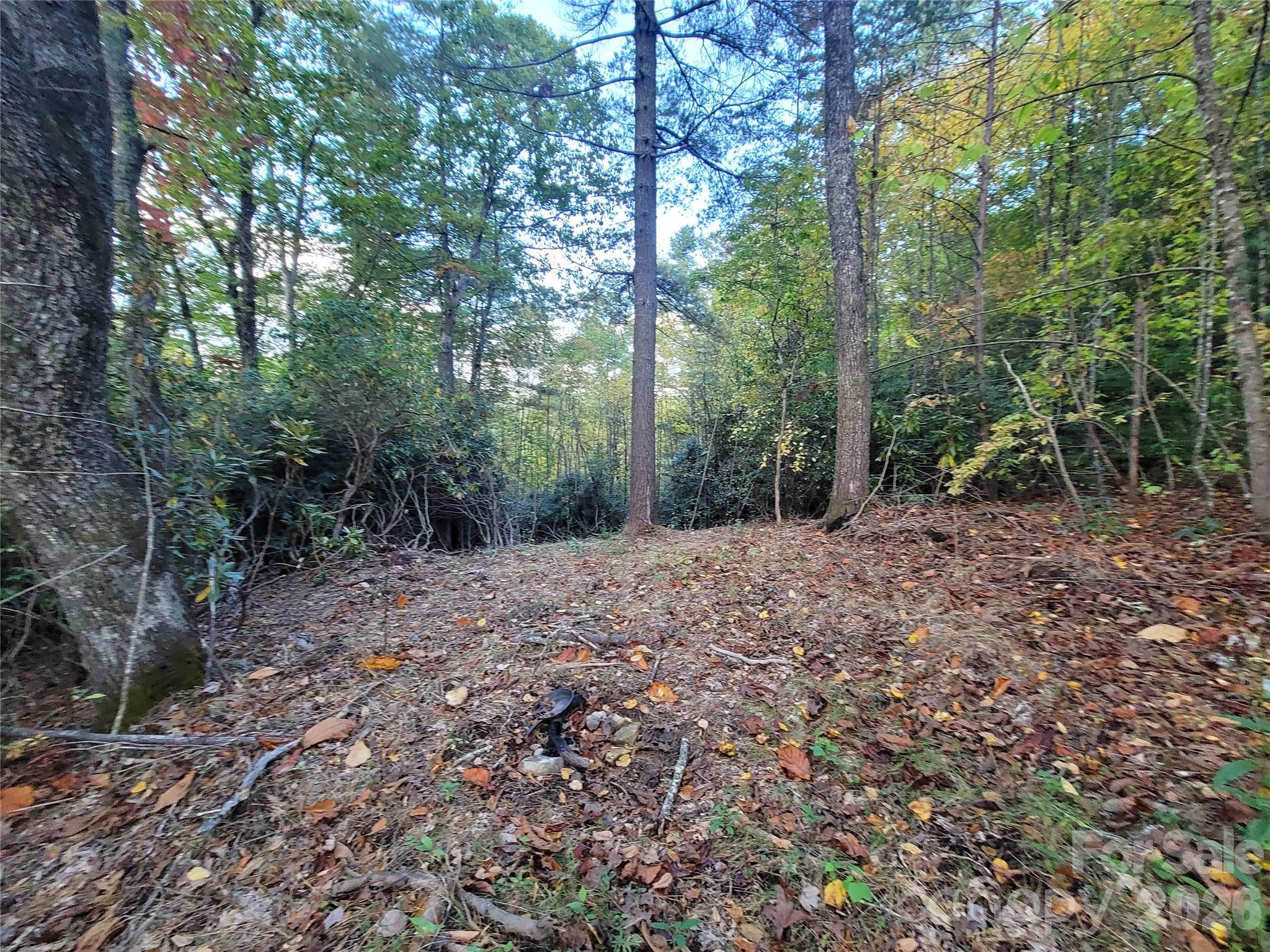 0 Big Hungry Road Flat Rock, NC 28731 - Photo 13 of 40 a view of a forest with trees in the background
