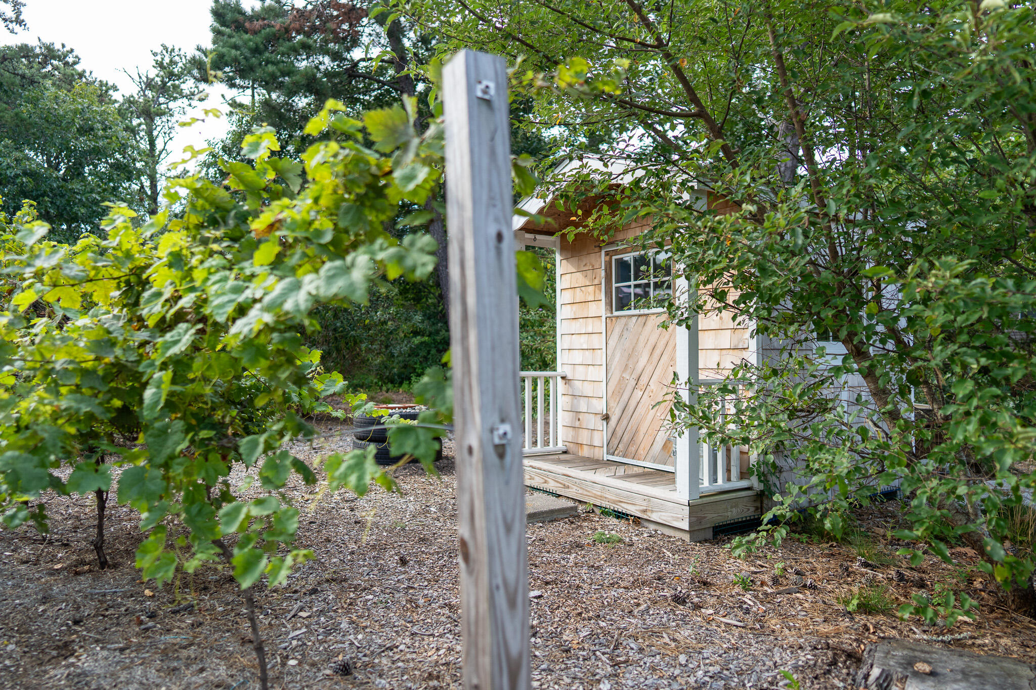 85 Jennie Clark Road Eastham, MA 02642 - Photo 64 of 80 Grapes and Shed