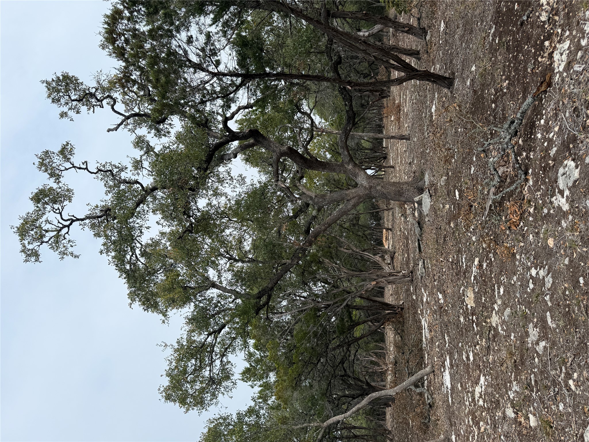 2 Pump Station Road Wimberley, TX 78676 - Photo 6 of 16 a view of a forest with trees