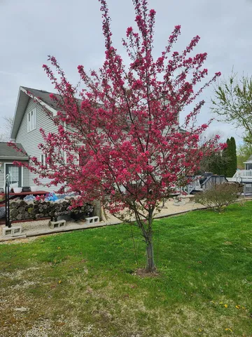 a front view of a house with a tree