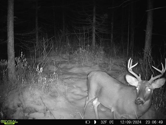 Bogus Road Deerbrook, WI 54424 - Photo 3 of 78