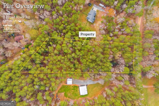 a close up of a tree