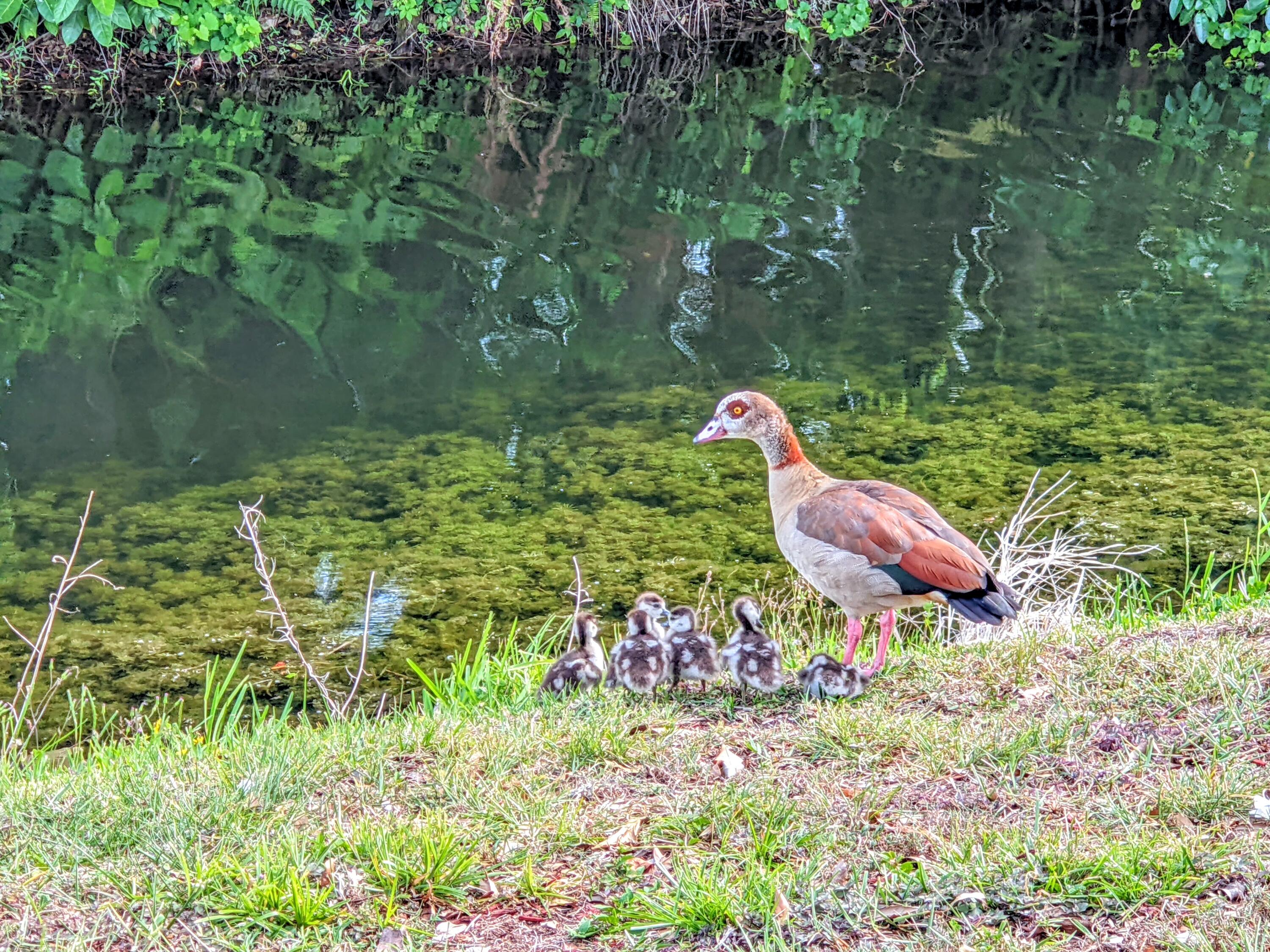 405 Monaco Way, Unit 405 Delray Beach, FL 33446 - Photo 29 of 30 Neighbors (Egyptian Geese)