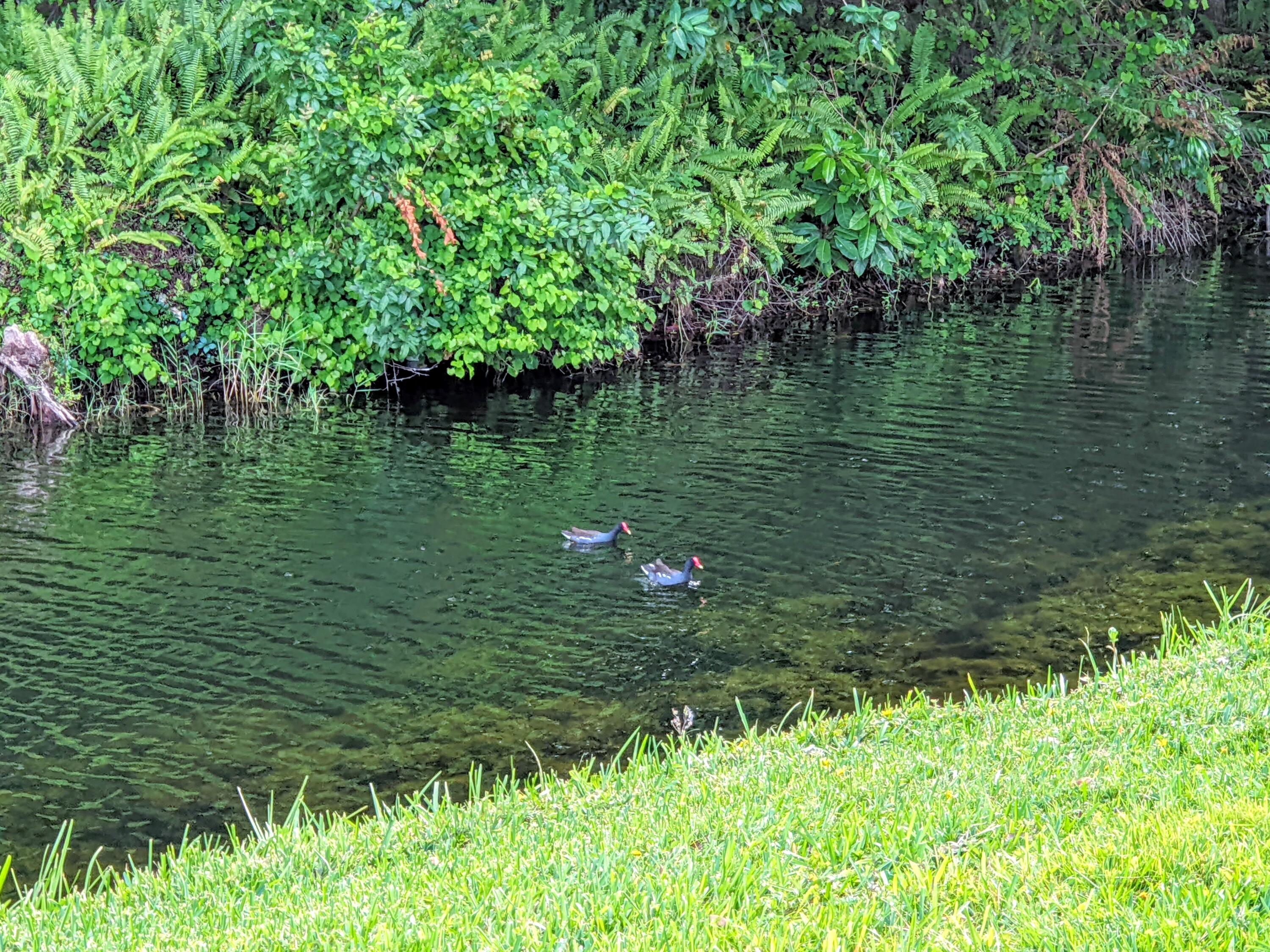 405 Monaco Way, Unit 405 Delray Beach, FL 33446 - Photo 30 of 30 Neighbors (Moor Hens)