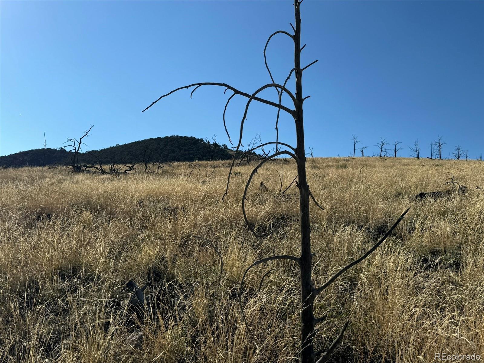 0 Copper Gulch Road Cotopaxi, CO 81223 - Photo 23 of 48 a view of a yard
