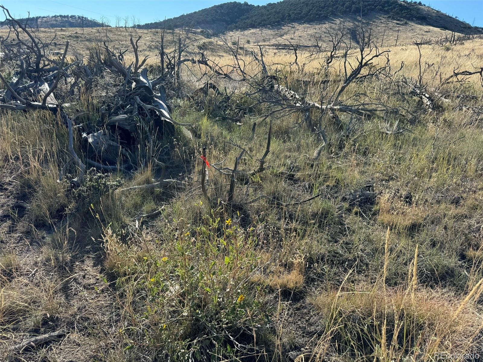 0 Copper Gulch Road Cotopaxi, CO 81223 - Photo 36 of 48 a view of a forest with a forest
