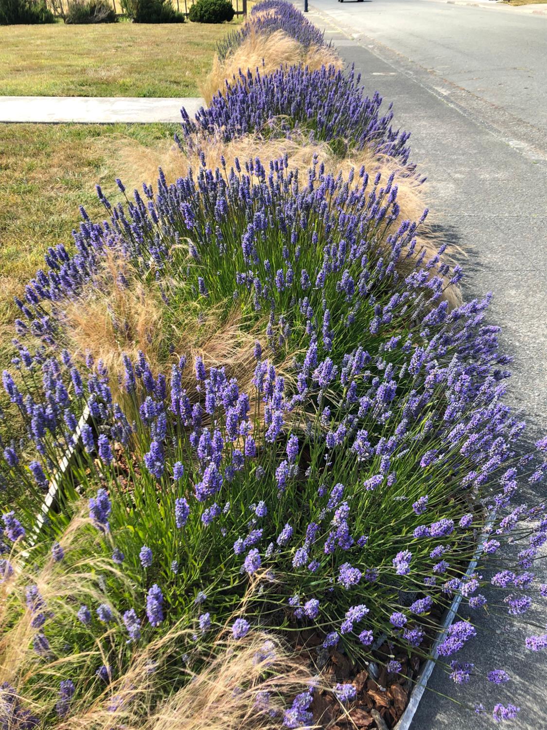 183 Lighthouse Way Crescent City, CA 95531 - Photo 87 of 87 a picture of flowers