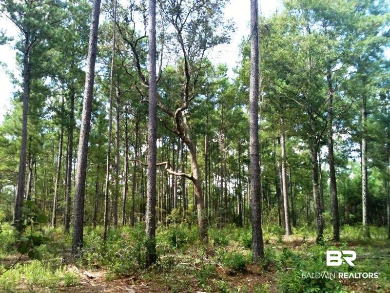 0 Lott Road Citronelle, AL 36522 - Photo 3 of 10