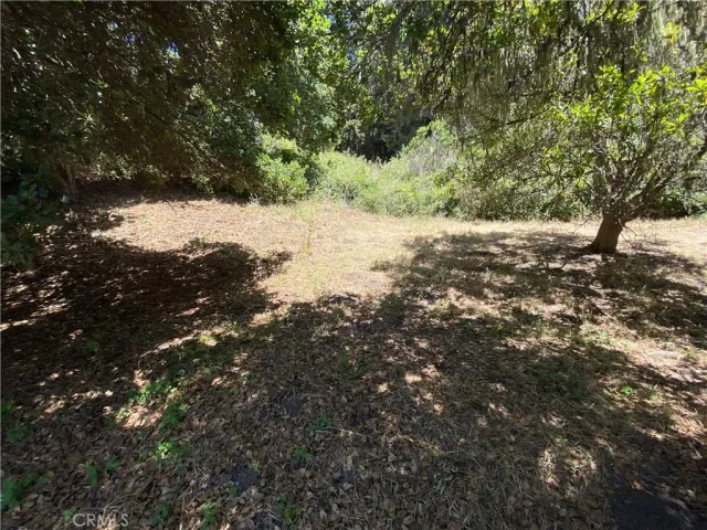 a view of a tree with a yard