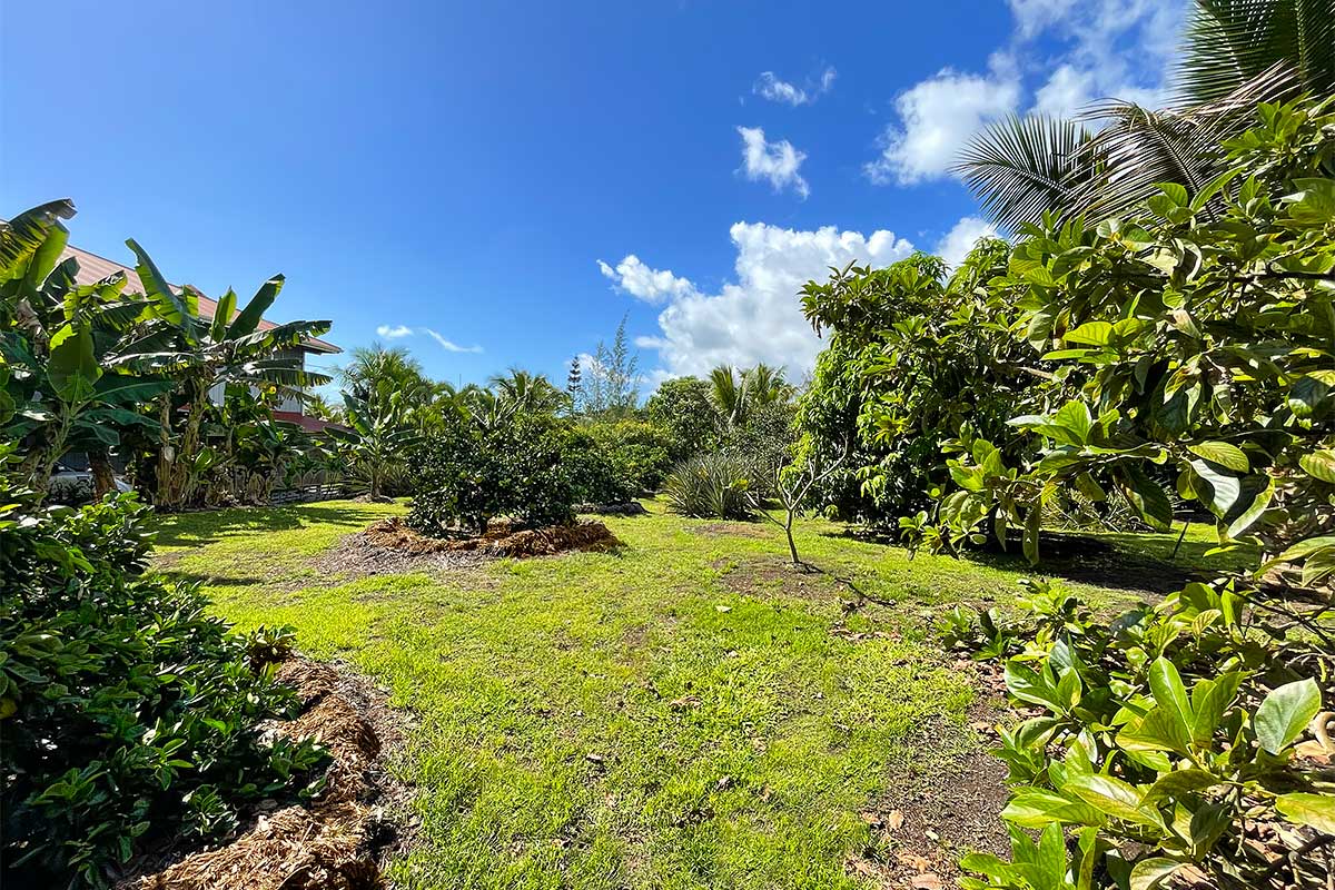 109 Mapuana Avenue Pahoa, HI 96778 - Photo 12 of 30 a view of a yard with plants