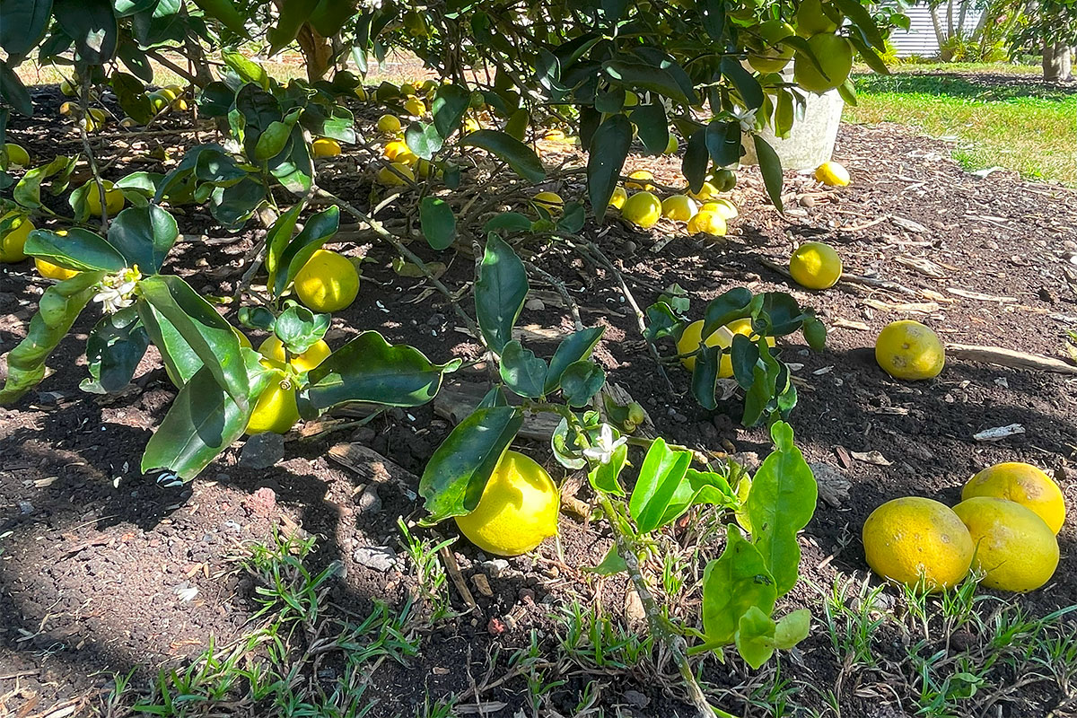 109 Mapuana Avenue Pahoa, HI 96778 - Photo 15 of 30 a view of a house with a backyard and swimming pool