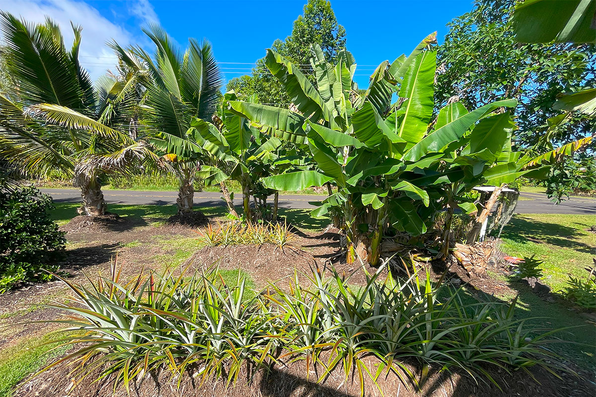 109 Mapuana Avenue Pahoa, HI 96778 - Photo 16 of 30 a view of a yard with plants