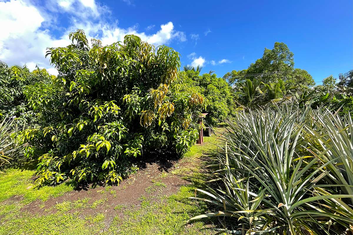 109 Mapuana Avenue Pahoa, HI 96778 - Photo 17 of 30 a view of a street