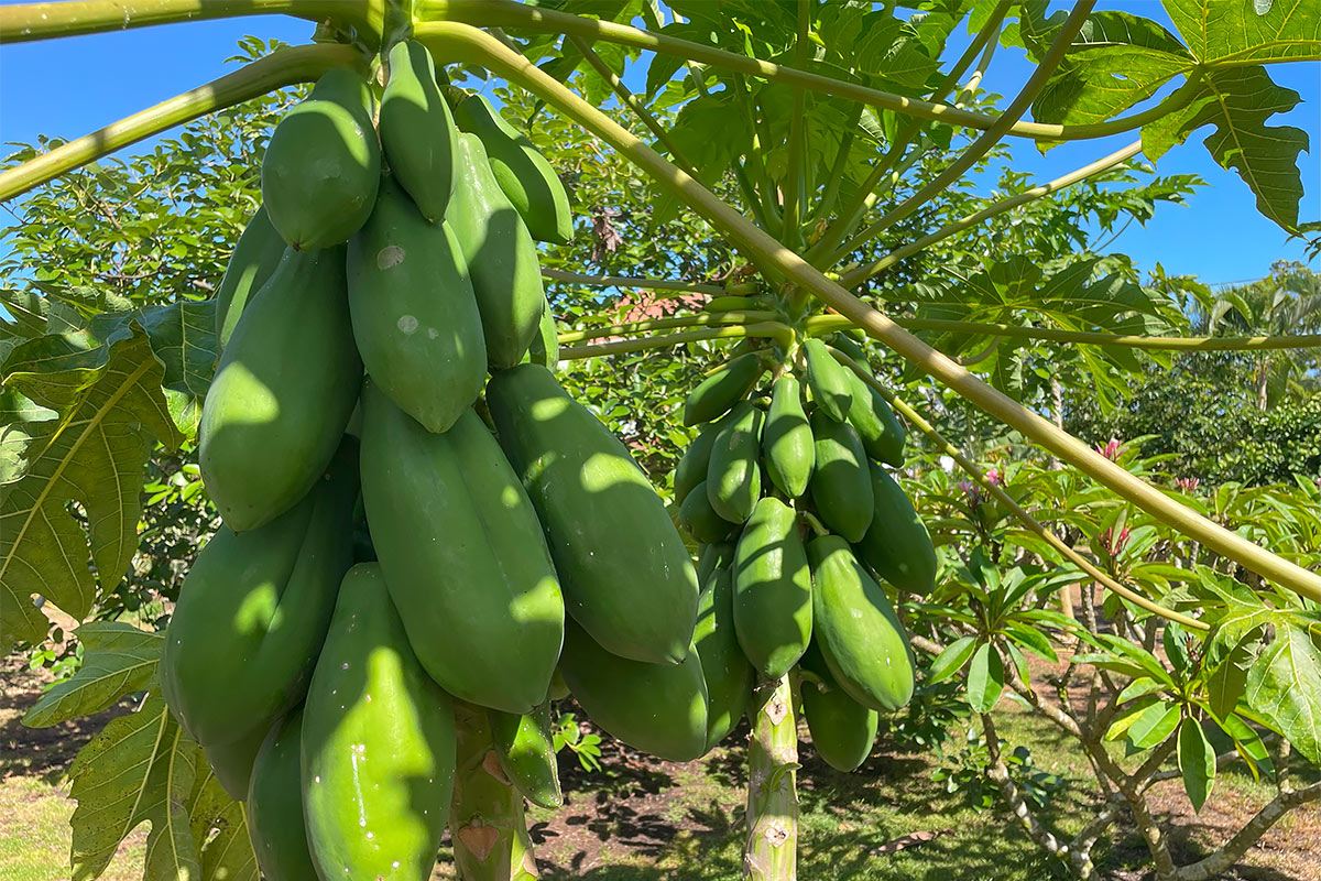 109 Mapuana Avenue Pahoa, HI 96778 - Photo 18 of 30 a close up of a plant