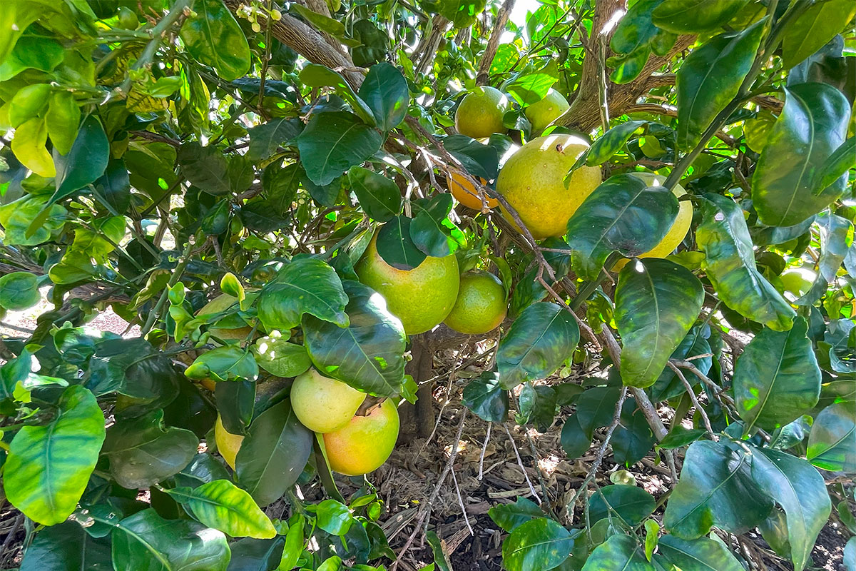 109 Mapuana Avenue Pahoa, HI 96778 - Photo 20 of 30 a view of a tree in a garden