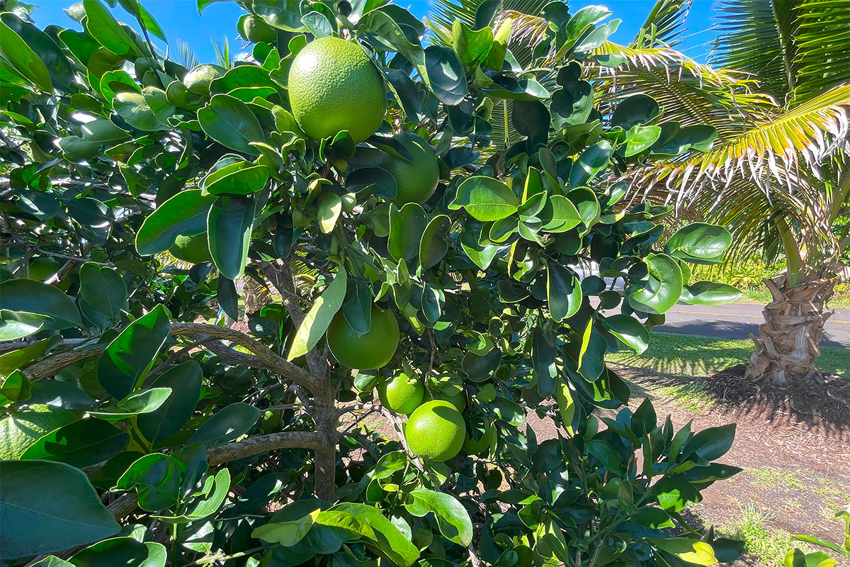 109 Mapuana Avenue Pahoa, HI 96778 - Photo 21 of 30 a backyard of a tree with lots of green space