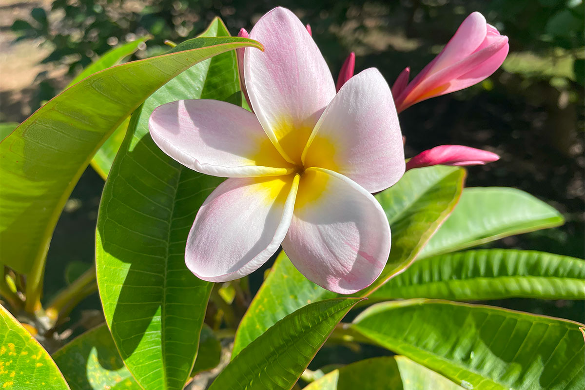 109 Mapuana Avenue Pahoa, HI 96778 - Photo 22 of 30 a view of a swimming pool in he middle of a backyard