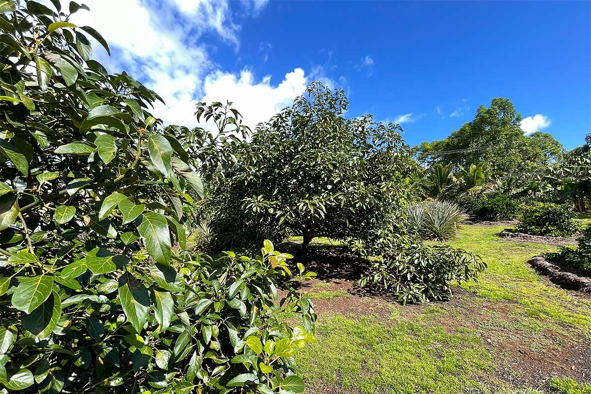 109 Mapuana Avenue Pahoa, HI 96778 - Photo 23 of 30 a view of a tree with a tree