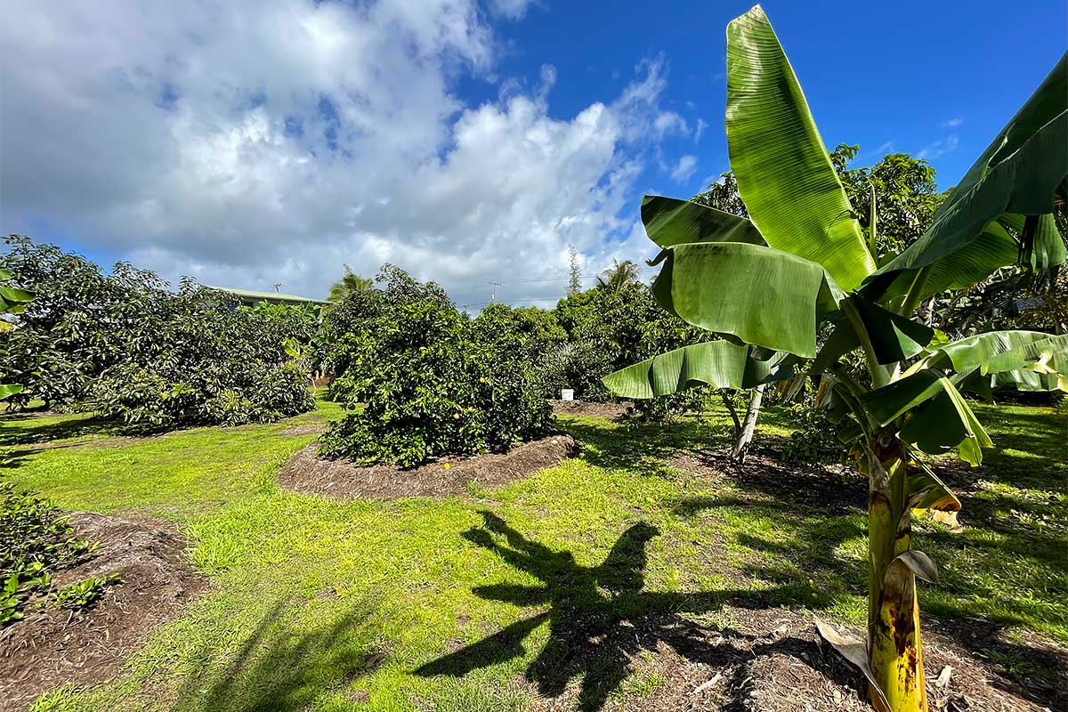 109 Mapuana Avenue Pahoa, HI 96778 - Photo 25 of 30 a view of a garden