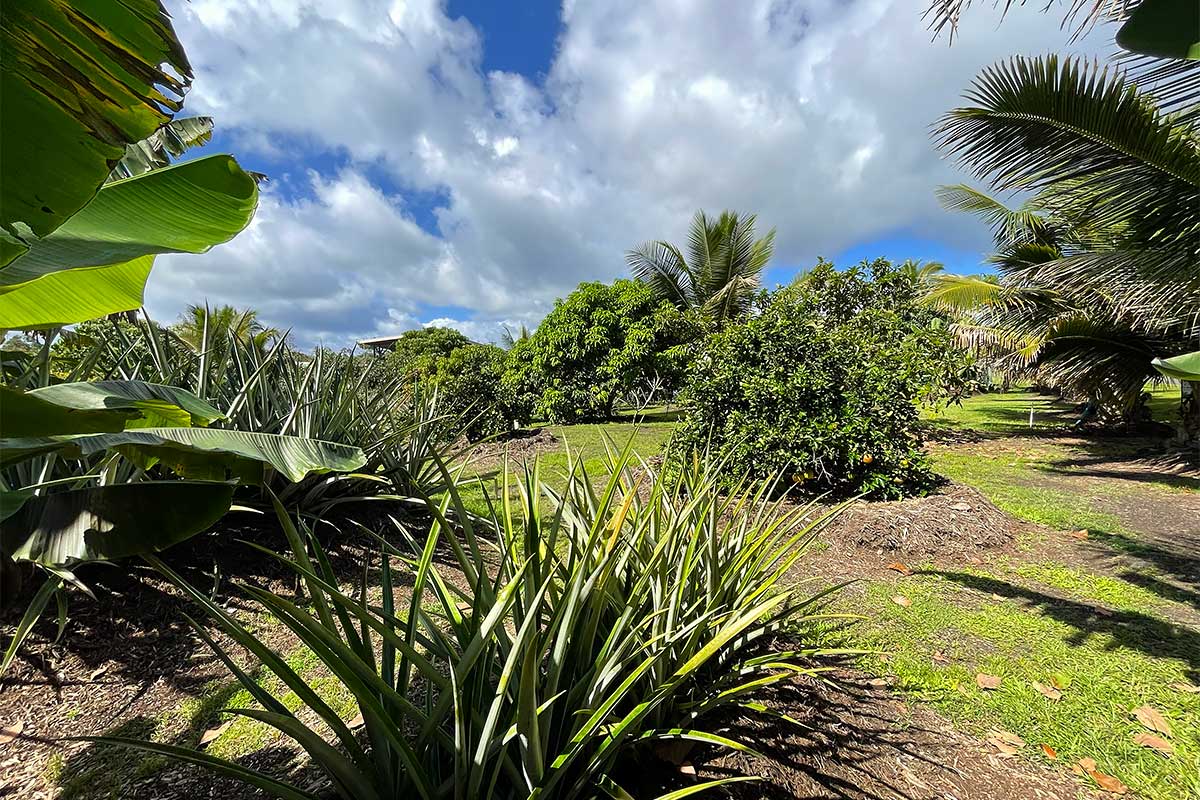 109 Mapuana Avenue Pahoa, HI 96778 - Photo 27 of 30 a view of a garden with plants