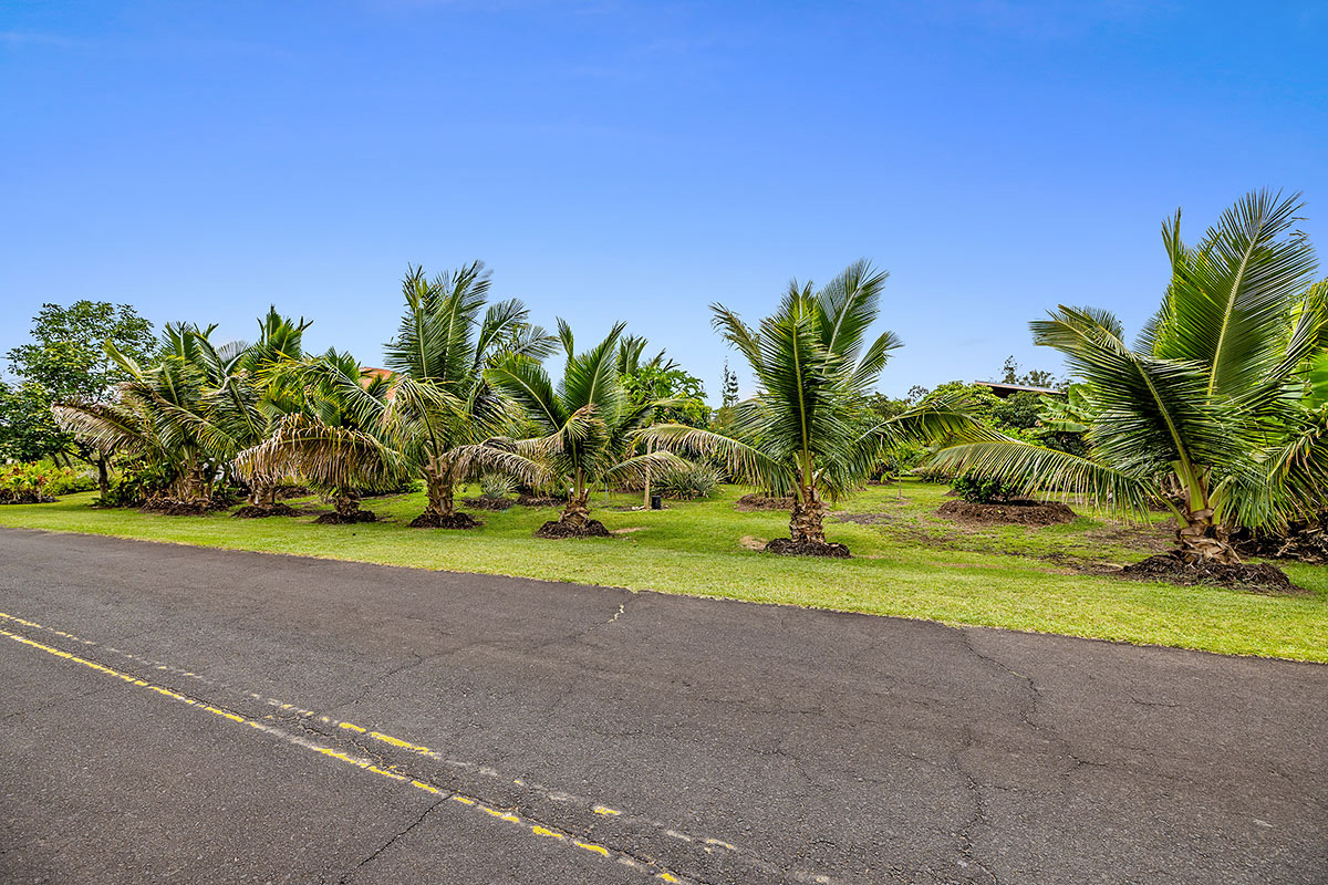 109 Mapuana Avenue Pahoa, HI 96778 - Photo 5 of 30 a view of a yard with a palm trees