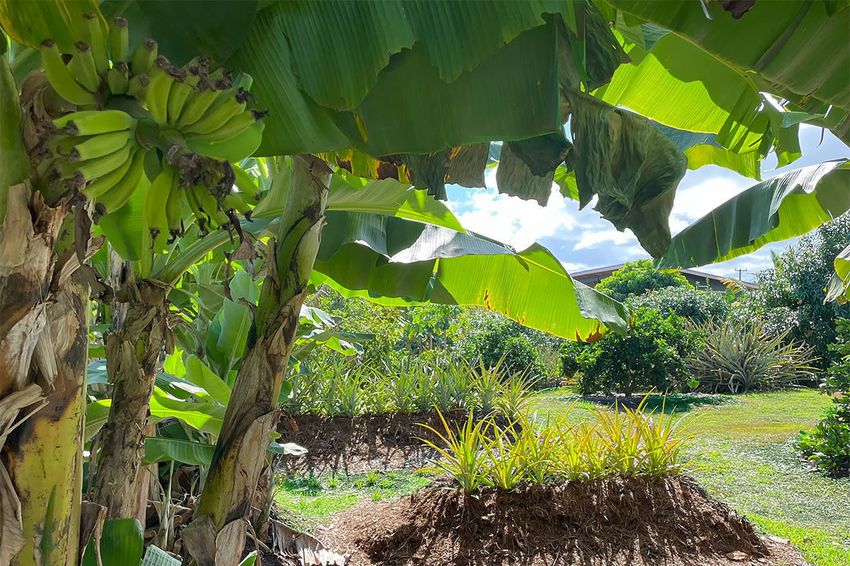 109 Mapuana Avenue Pahoa, HI 96778 - Photo 6 of 30 a view of a swimming pool with a yard