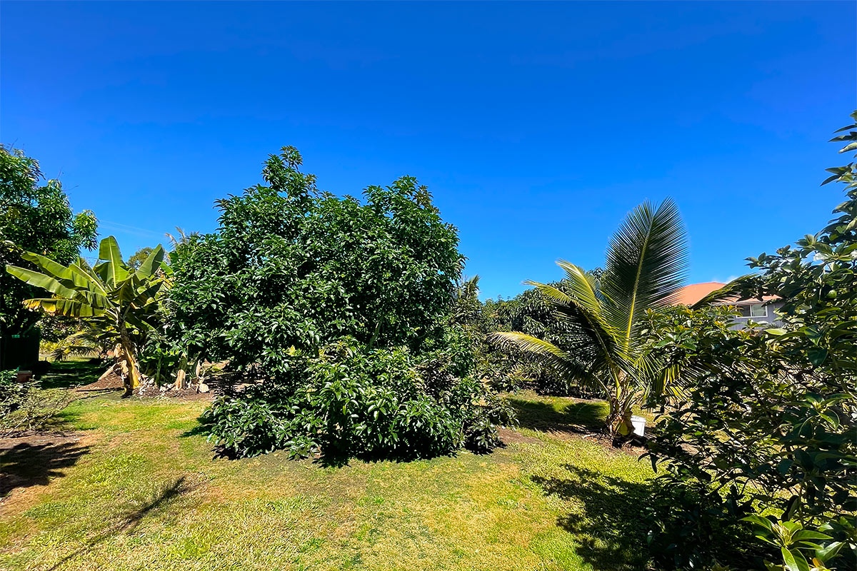 109 Mapuana Avenue Pahoa, HI 96778 - Photo 7 of 30 a view of a yard