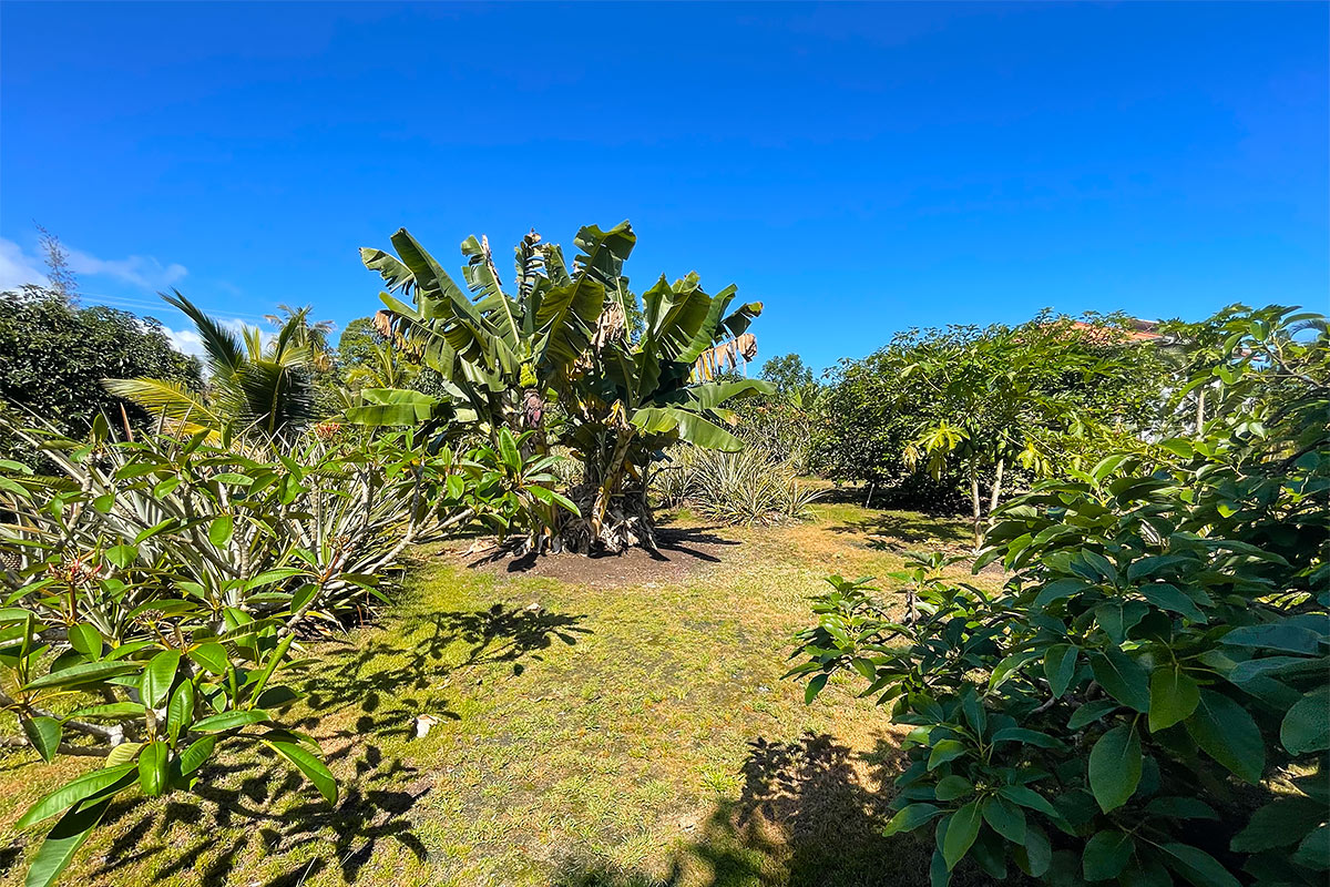 109 Mapuana Avenue Pahoa, HI 96778 - Photo 8 of 30 a view of a yard with plants